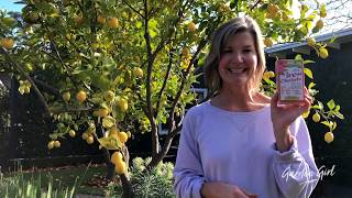 Garden Girl - Lemon Tree, Very Pretty! Except When ...
