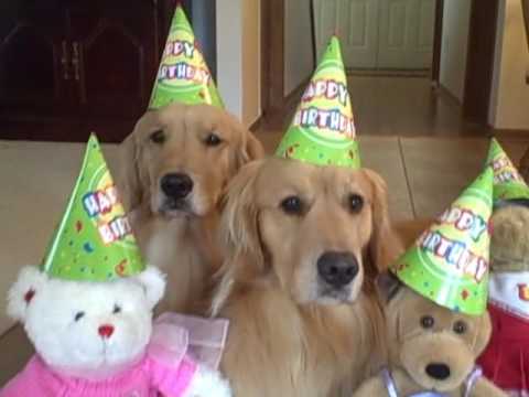 golden retriever happy birthday images myaugiedoggy golden retriever happy birthday images myaugiedoggy