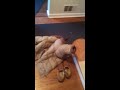 Dachshund in a coat sleeve klip izle