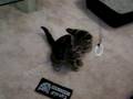 Kitty Video