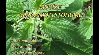 Isirgan Otu Tohumunun Öyle Bi̇r Faydasi Varki̇ Şaşiracaksiniz