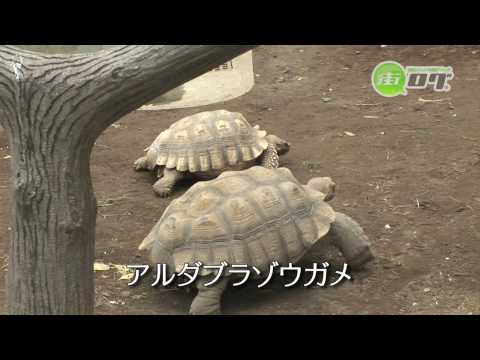 千葉市動物公園 - 地域情報動画サイト　街ログ