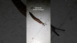 Unexpected Guest