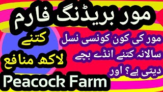 Peacock Farm. How many eggs peacock lays. Price of Peacock in Pak. Profit on Peafowl Farming in Hind
