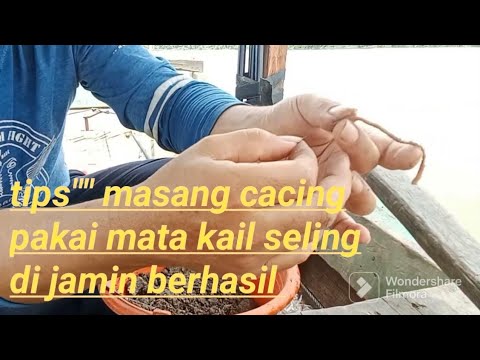 ikuti ini klau mau berhasil mancing Tutorial/ trik ampuh masang cacing pakai kail seling
