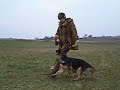 Занятия по послушанию со щенком