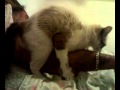 IL gatto che scopa il padrone!!(pisoiu ce isi reguleaza patronu!!)