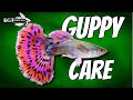 Guppy Fish Care, 10 Things You Should Know About Guppies! Great Beginner Fish!