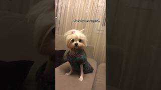 Köpek Benden Güzel Ya Ttcemreyetkin