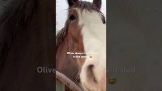 Nosey Oliver🤣 #Shorts #Horselife #Sillyfunnyvideos #Drafthorses #Horses #Clydesdale
