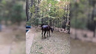 Horse Pool