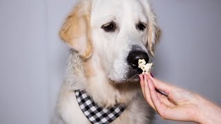 ASMR Dog Eating Popcorn: Funny Dog Bailey