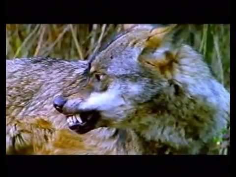 IRAK VALLE LOBO irak valle lobo: