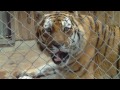 Siberian Tiger Feeding - Tigerfütterung Leila und Nurejev Munich Zoo - Tierpark Hellabrunn