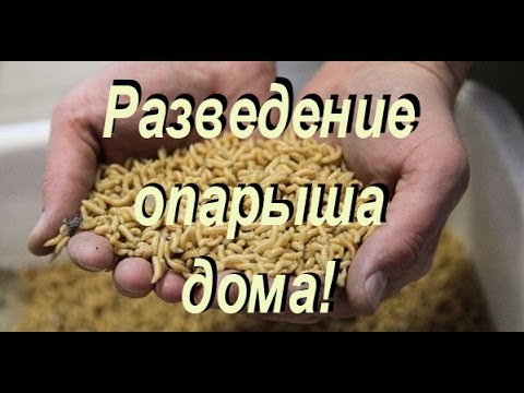 Лампы для рассады что лучше выбрать для досвечивания? Креативные новогодние украшения которые можно сделать своими руками
