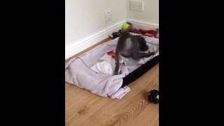 Blue Staffordshire Bull Terrier