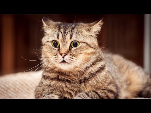 Old Cat VS Young Cat