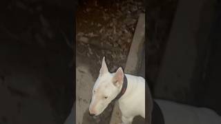 6 Mo English Bull Terrier Vs 2 12 Yo American Pitbull Terrier