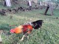Bcl Gamefarm Kabankalan City Negros Occidental images Bcl Gamefarm Kabankalan City Negros Occidental