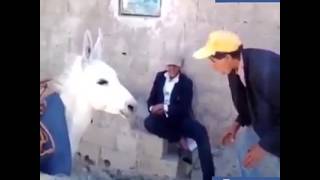 Eşek Ile Eşek Olan Adam