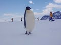 Emperor Penguin gets up-close with Antarctic Traveler