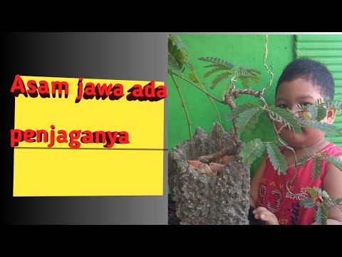 Repoting asam jawa ternyata ada penjaganya# bonsai pemula