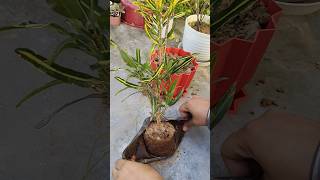 Beautiful Diy Planter And Plants