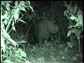 Borneo (Sumatran) Rhino caught first time on Camera at Tabin Wildlife Reserve, Sabah.