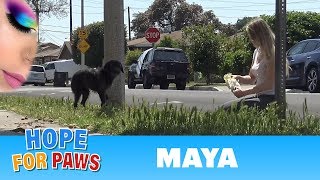 Abandoned dog didn't trust us, but then her guardian angel showed up!