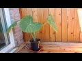 gigantea
