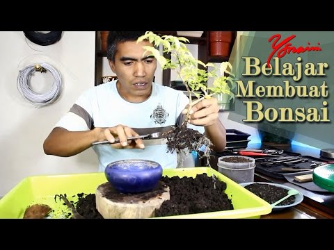 VIDEO : starting a water jasmine bonsai from nursery stock (bahasa indonesia) - repotting my nursery stock water jasmine (wrightia religiosa) bonsai material into it's new pot. ...