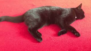 Watch Deep River Boys Lucky Black Cat video