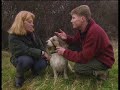stopping your dog from pulling