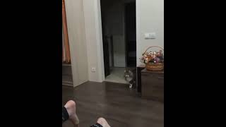 Cat Keeps Biting Owners Feet