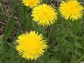 Windmill Power Dd Tv Com Wind Producing Green Power Electricity Windmill Power Dd Tv Com Wind Producing Green Power Electricity