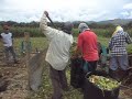 ensilaje en bolsa