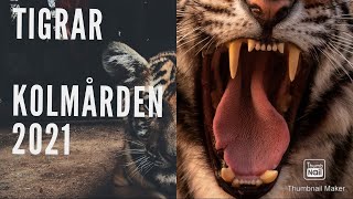 Kolmården Tigrar Badar 2021 Zoo Tigers 2021