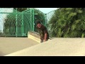 How-To Frontside Kickflip with Tommy Sandoval -Trick-a-Day