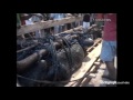 Giant One Ton Man Eating Crocidle Caught Alive In Philippines images Giant One Ton Man Eating Crocidle Caught Alive In Philippines