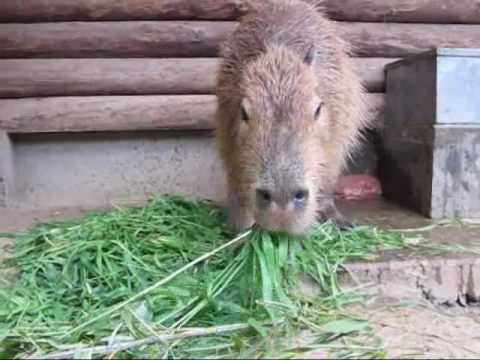 マオちゃん、3才のお誕生日当日の食欲。