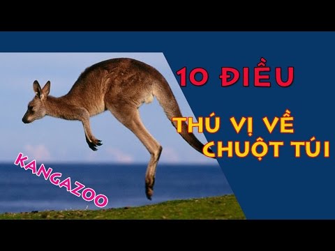 10 điều thú vị về chuột túi kanguzoo😲