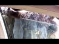 東北サファリパーク アメリカバイソン