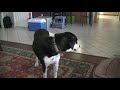 Dog Wants a Kitty