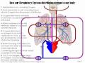 Spider Respiration And Circulation | RM. Spider Respiration And Circulation | RM.