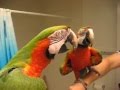 Video Lucu Banget Burung Beo Bicara di Depan Kaca