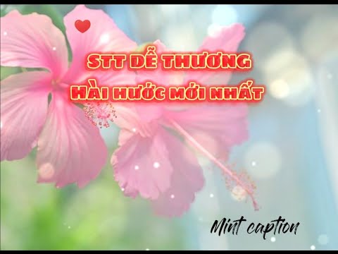 STT DỄ THƯƠNG, HÀI HƯỚC