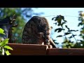 Cool Cat - Heiloo