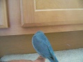Daisy The Parrotlet exploring the cabinets