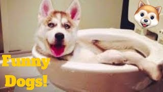 Ultimate FUNNY DOGđĨđļđĨ Cute Pets Viral Weeklyđđ of 2019 | Funny Animal Videosđ