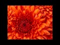 Quickly Video preview